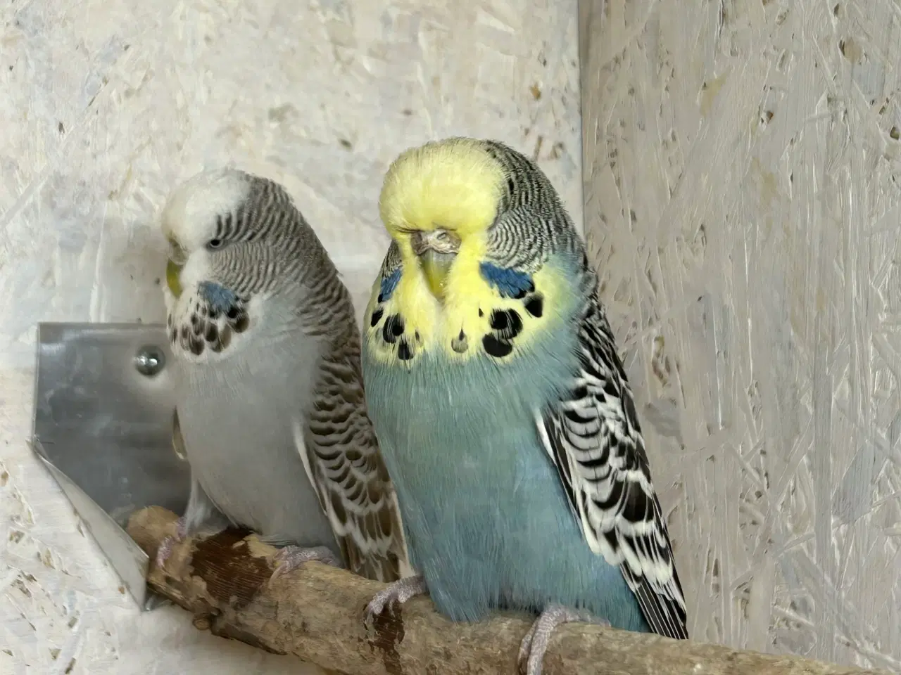 Billede 3 - Engelske undulater 