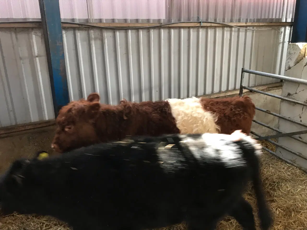 Billede 1 - Galloway kvier 