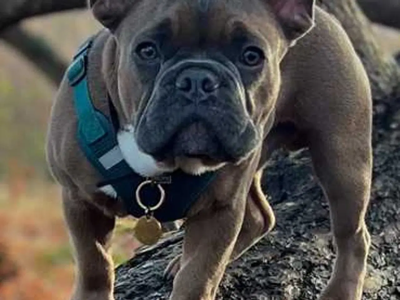 Billede 12 - Herman tilbydes til parring