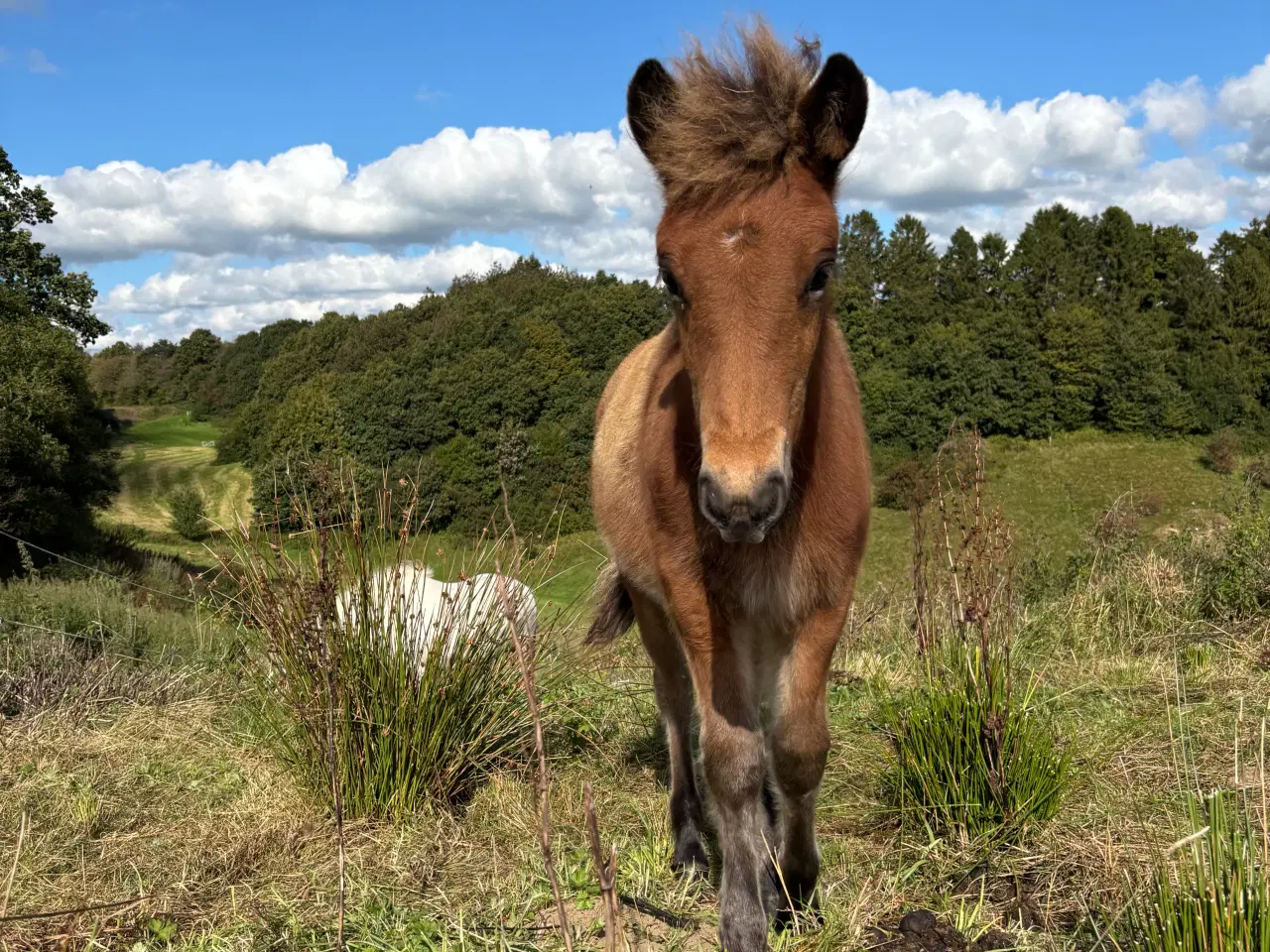 Billede 4 - Smuk 5-gænger med et virkelig godt sind