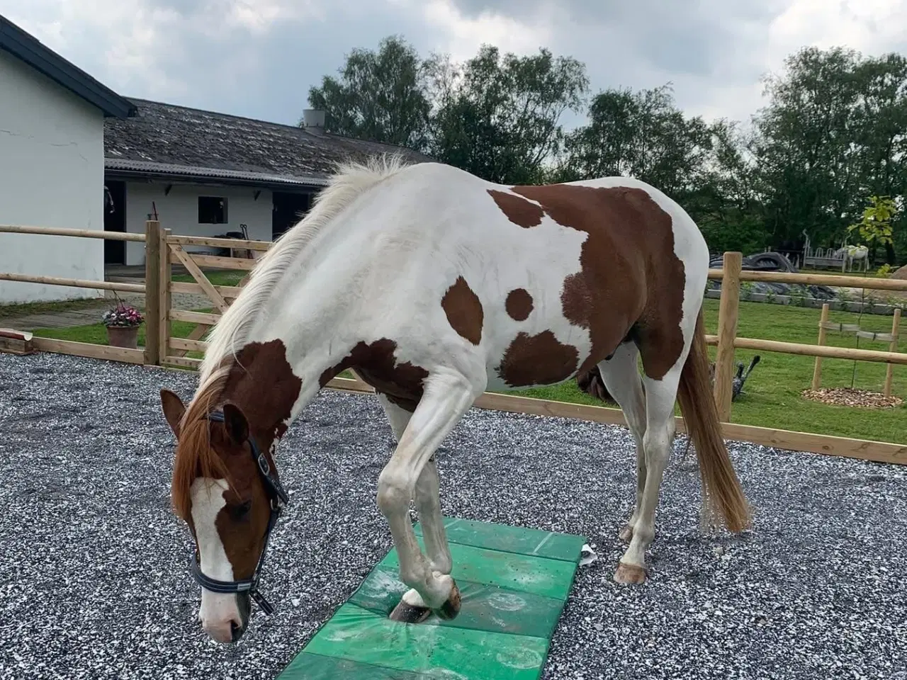 Billede 7 - Skønneste 4 års pinto vallak 