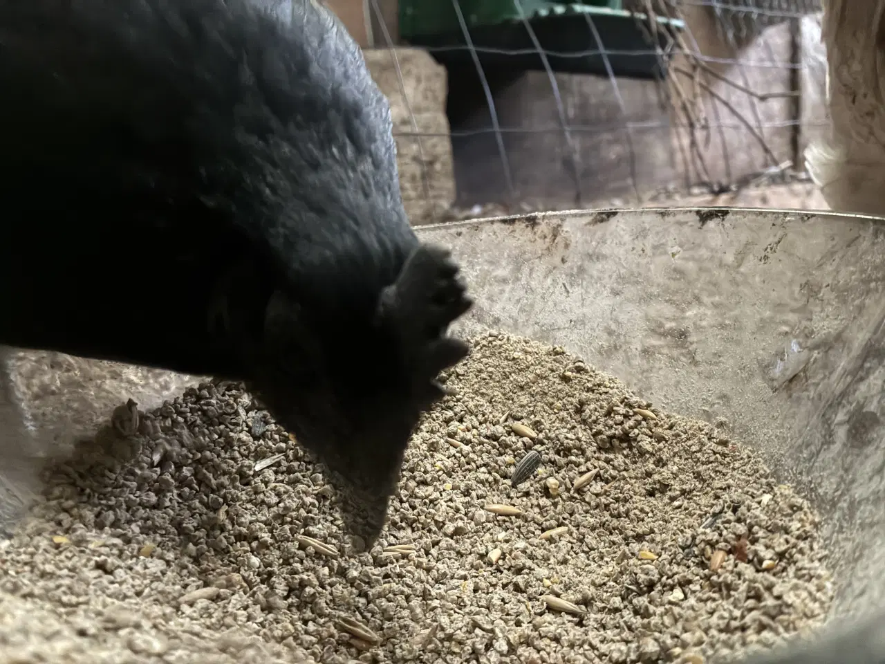 Billede 2 - Blandings race. Ayam Cemani pavlov