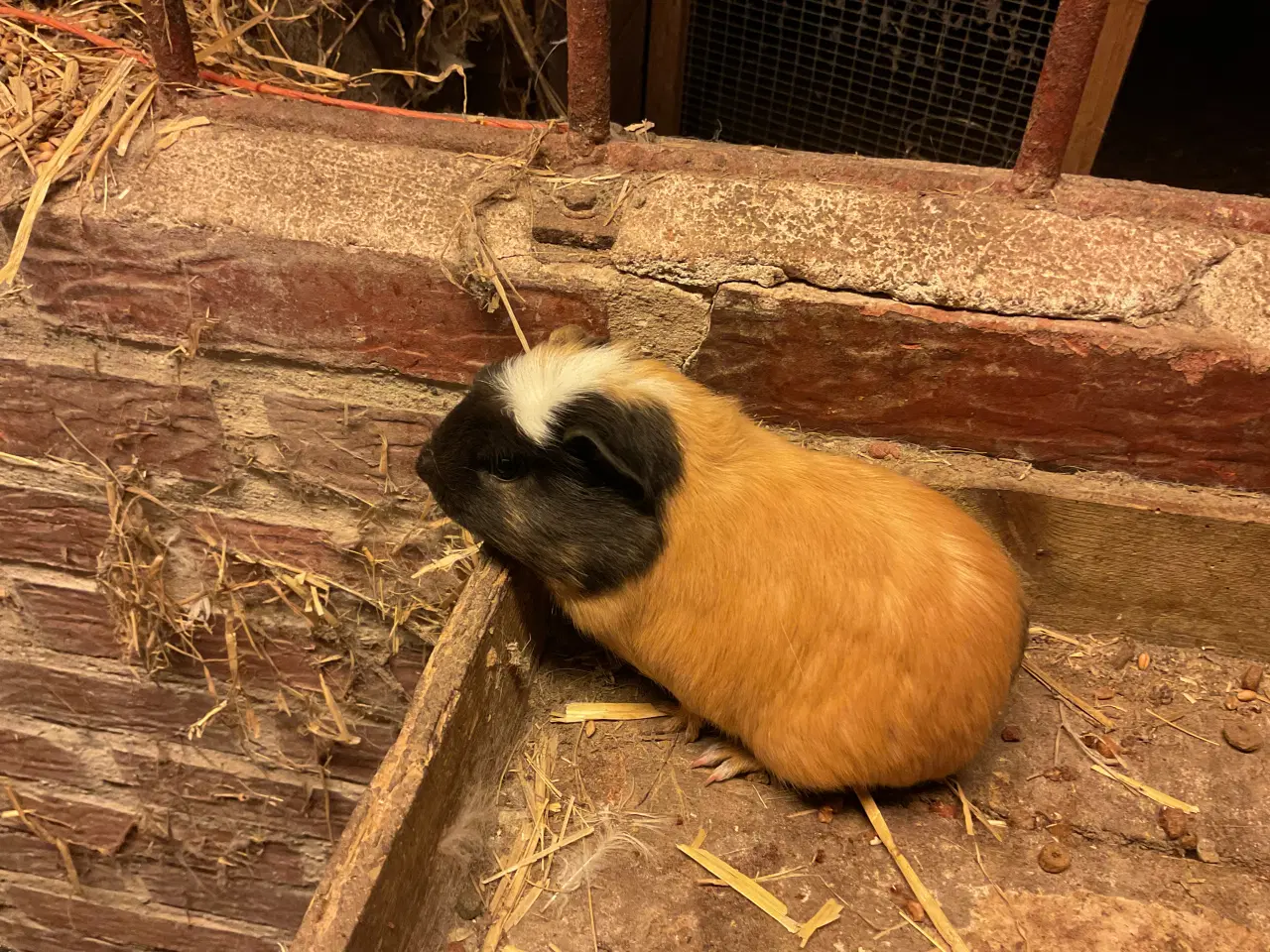 Billede 3 - Fine marsvineunger 10 uger gamle