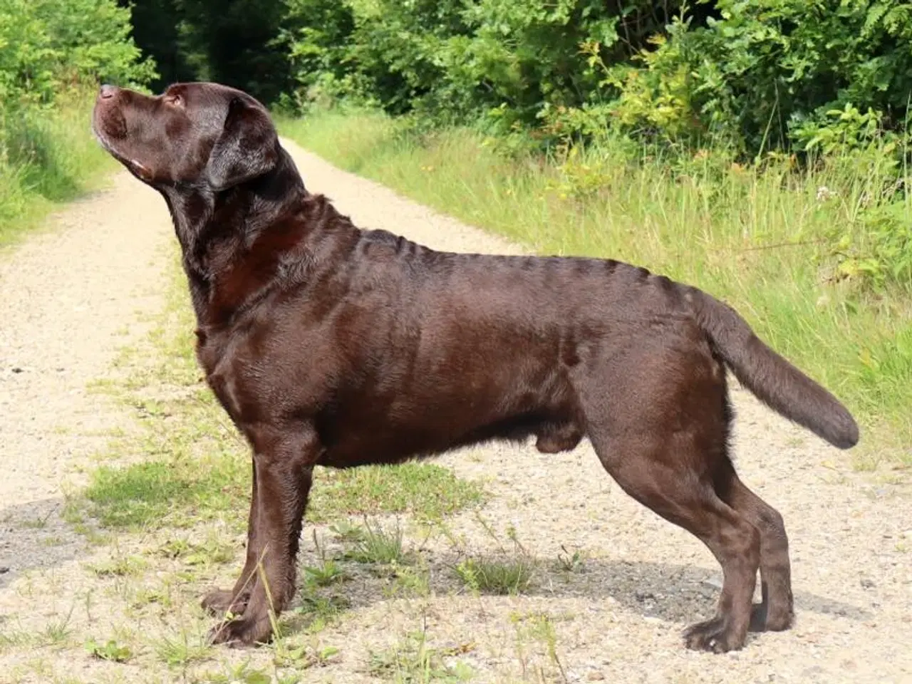 Billede 7 - Brune Labrador hvalpe med DKK stamtavle