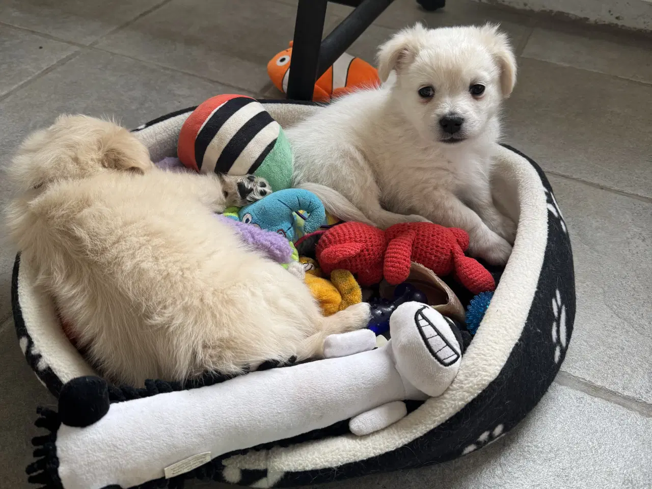 Billede 14 - Små uldtotter har alle fået nyt hjem