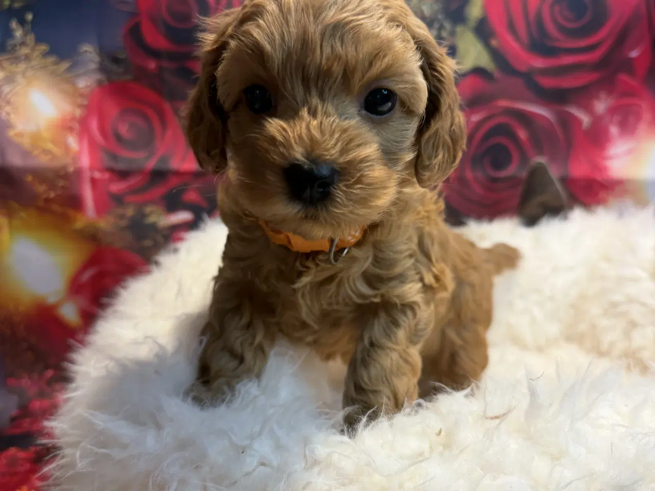 Billede 3 - ❤️🐶 Cavapoo hvalpe – 2 piger & 2 drenge 🐶