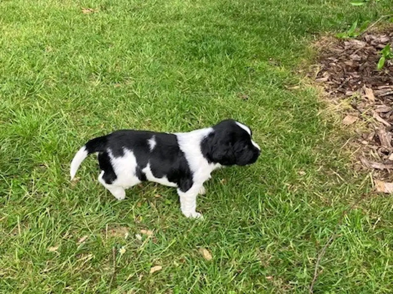 Billede 1 - FT Springer hvalpe