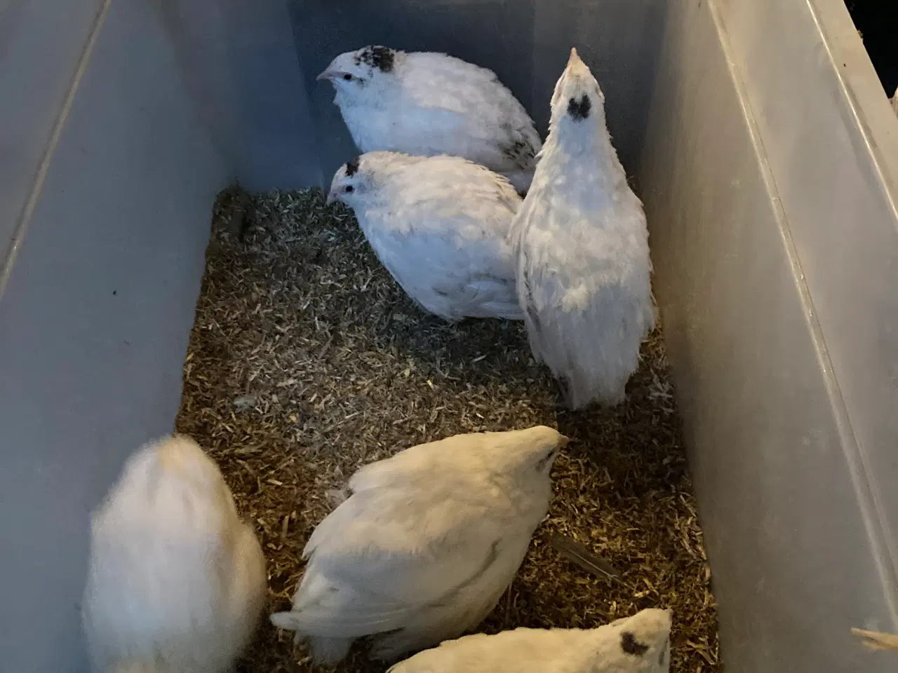 Billede 1 - Fine Texas vagtelkyllinger