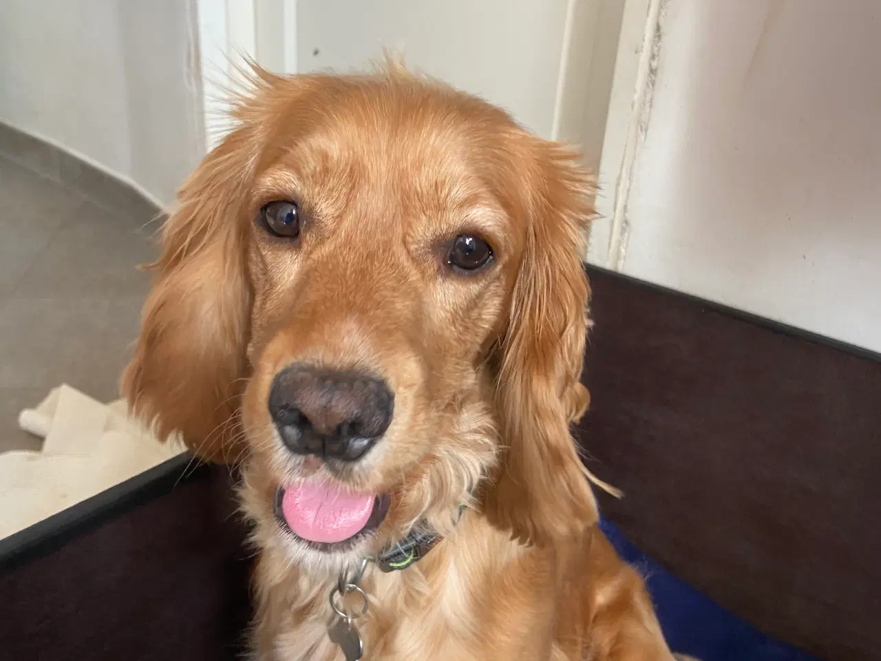 Billede 8 - Friske cockerspaniel hvalpe