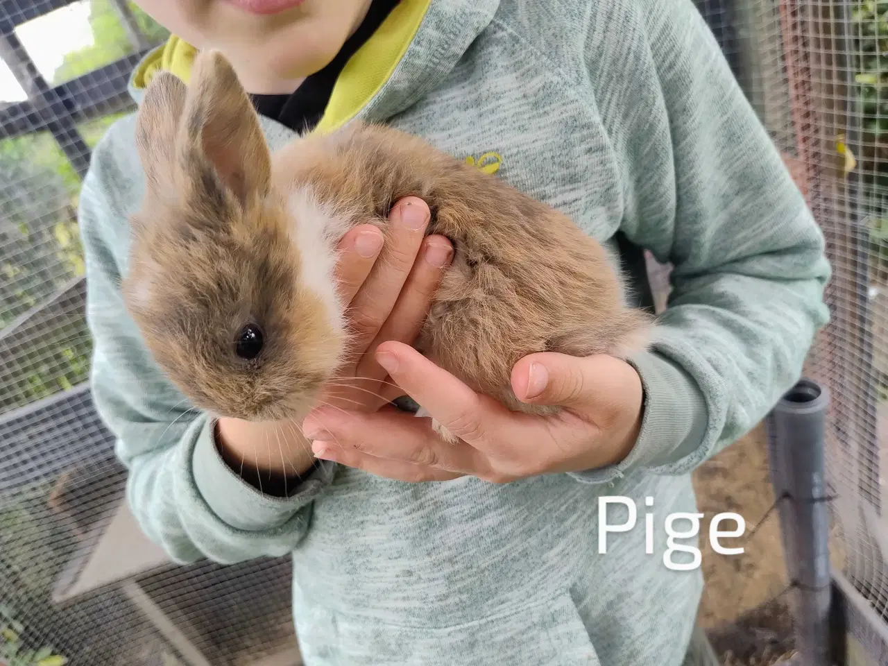 Billede 2 - Kanin unger 