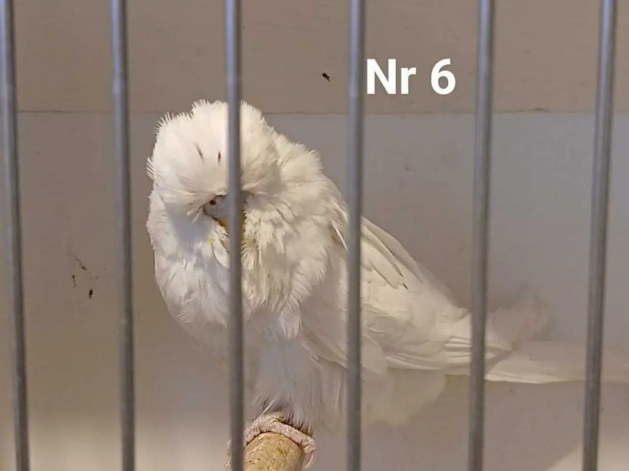 Billede 12 - Engelske undulater 