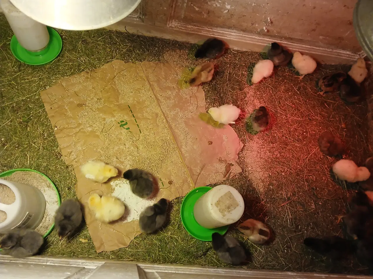 Billede 1 - 21 dags kyllinger til salg 