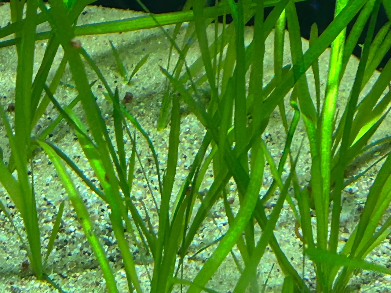 Billede 4 - 🌿 Levende akvarieplanter – 2 stk. GLS