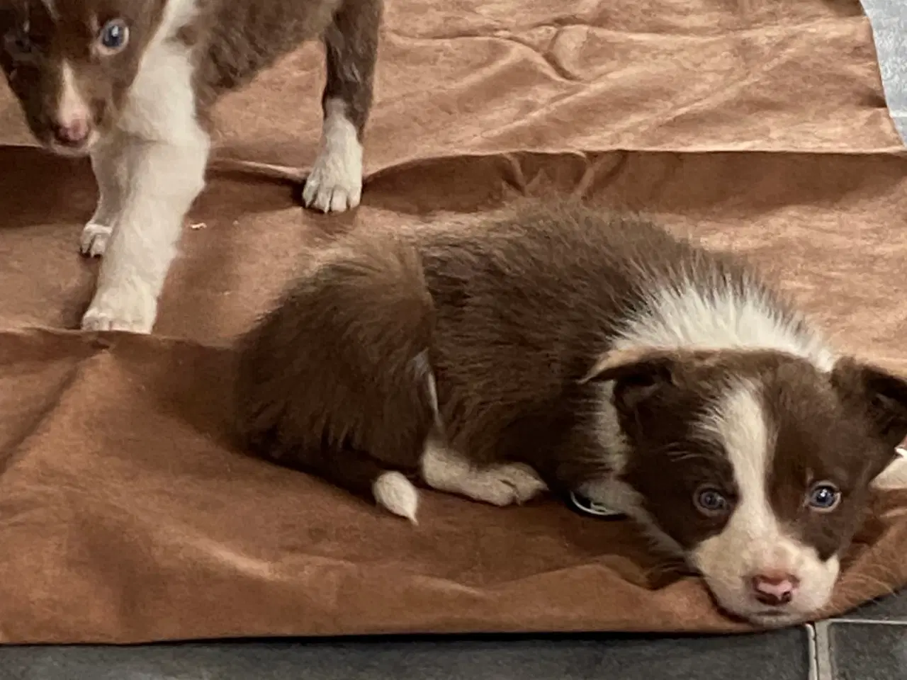 Billede 2 - Border Collie 