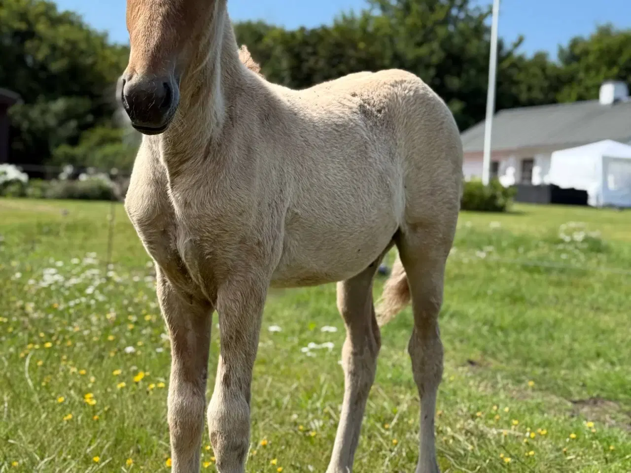 Billede 1 - Her og nu pris 30.000