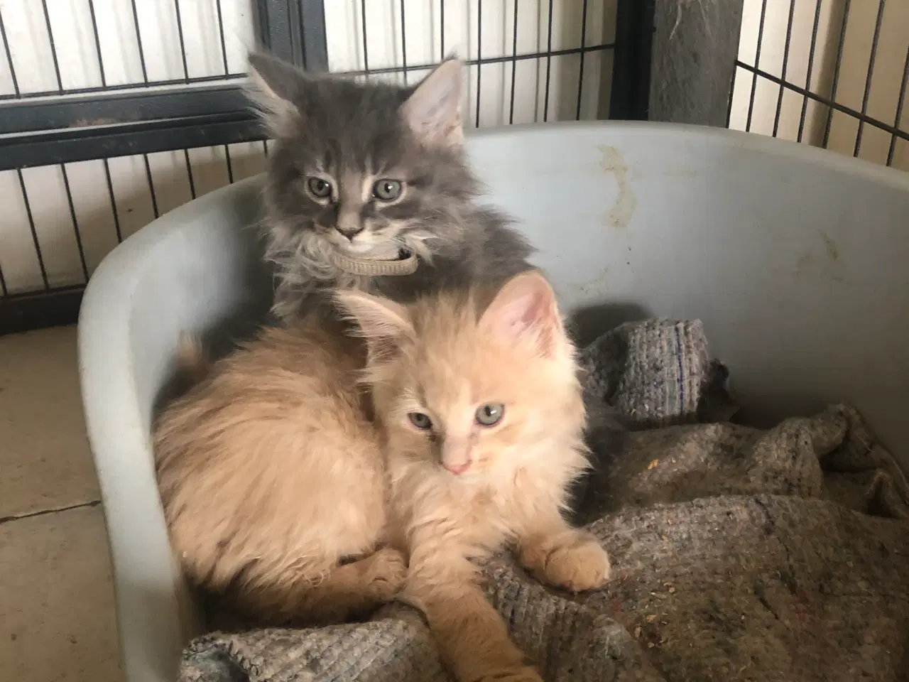 Billede 5 - Maine coon killing unden travle