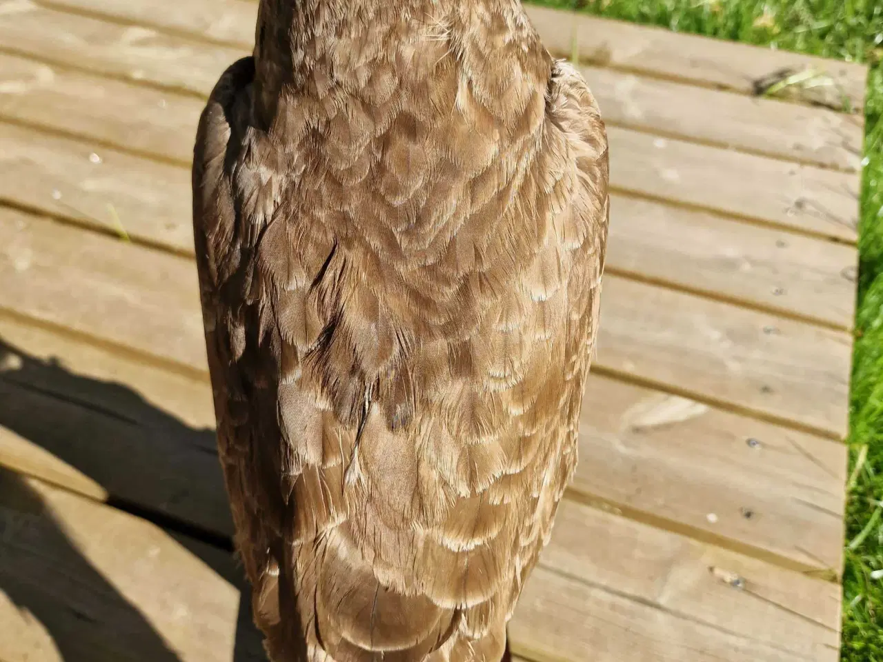 Billede 6 - Spurvehøg siddende på træstub