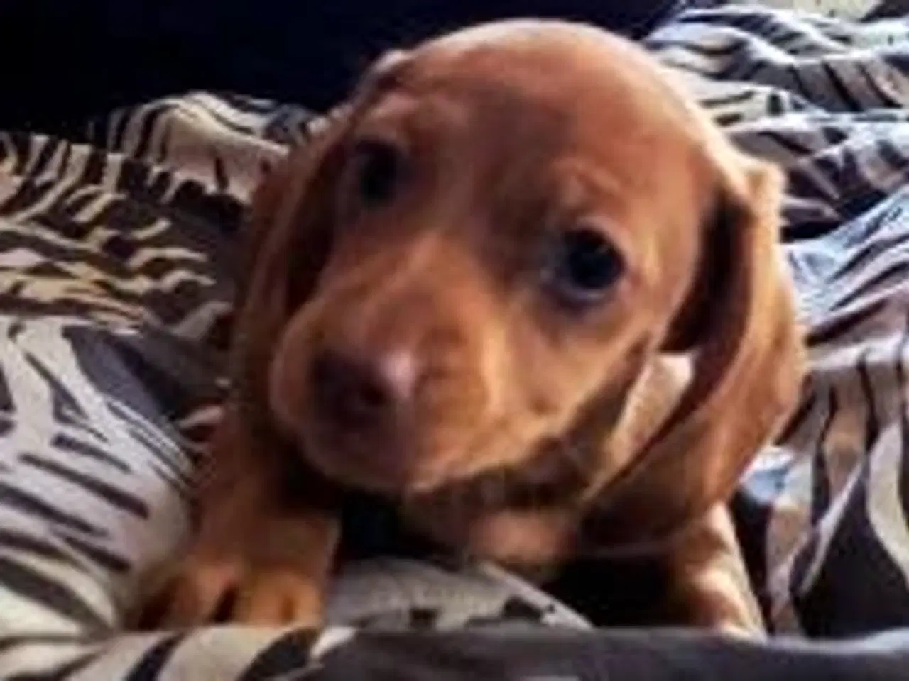 Billede 2 - Gravhunde korthåret dværg