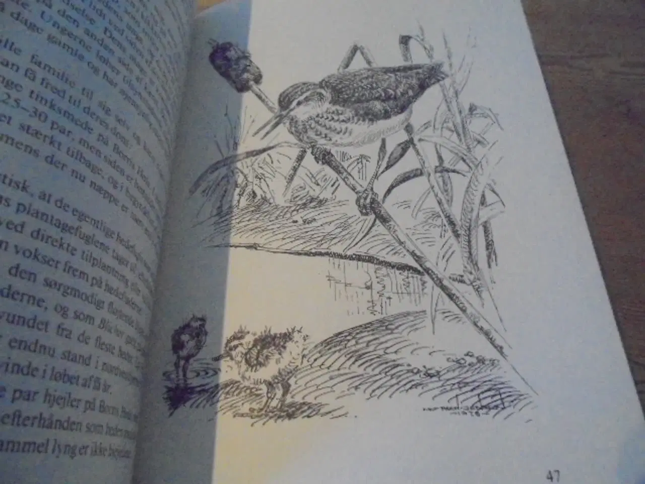 Billede 2 - Borris hede – se fotos og omtale