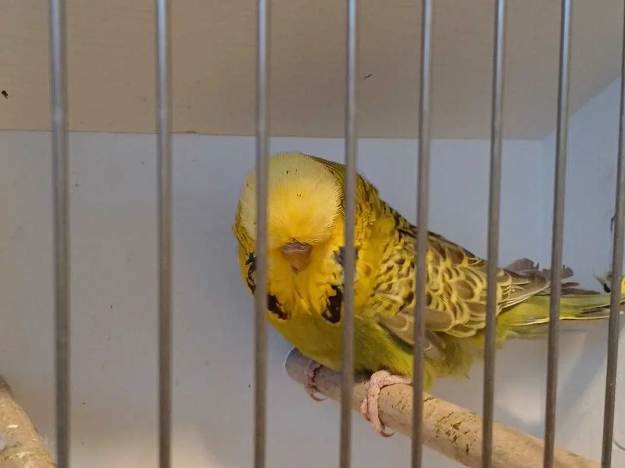 Billede 12 - Engelske undulater 