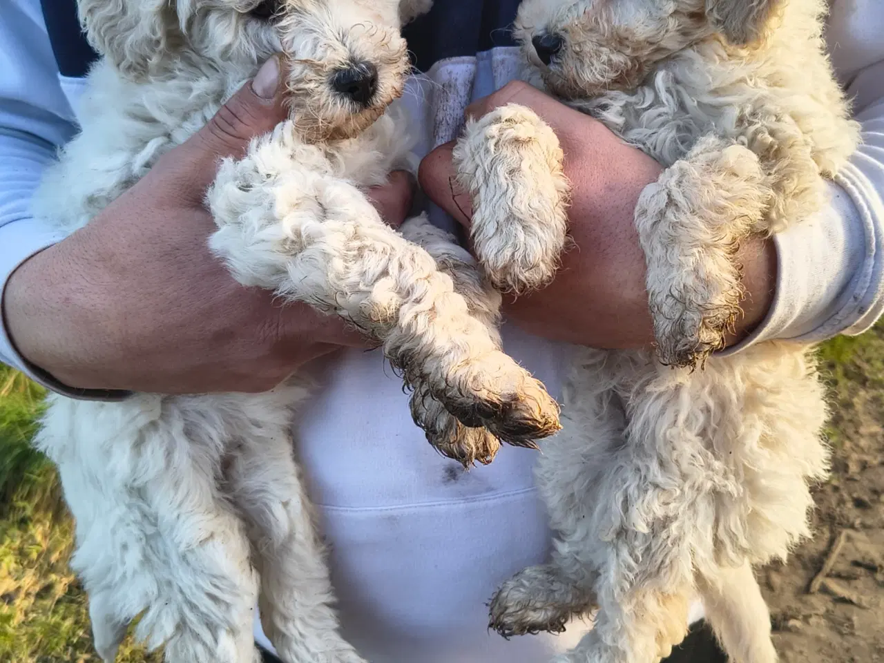 Billede 2 - Skønne mellem puddeler🩷