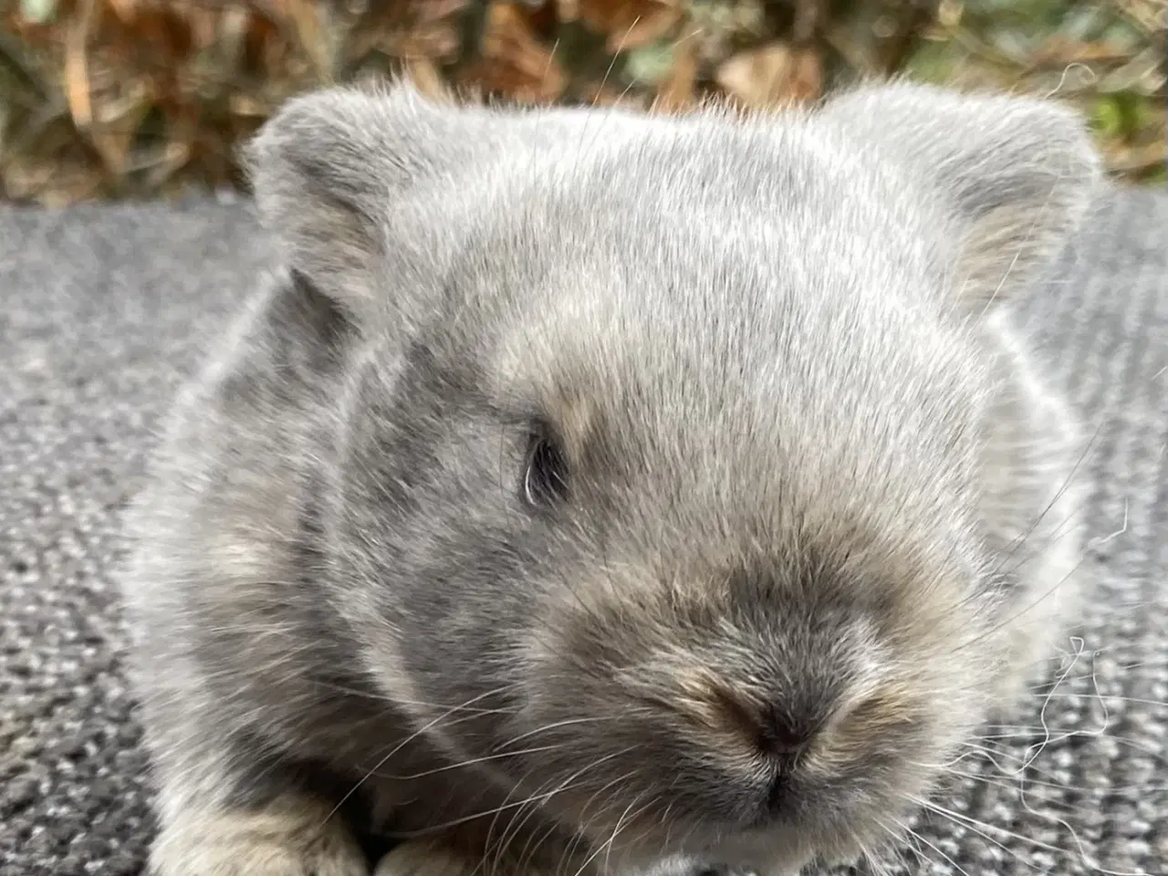 Billede 7 - FRANSK VÆDDER HAN VILDTBLÅ