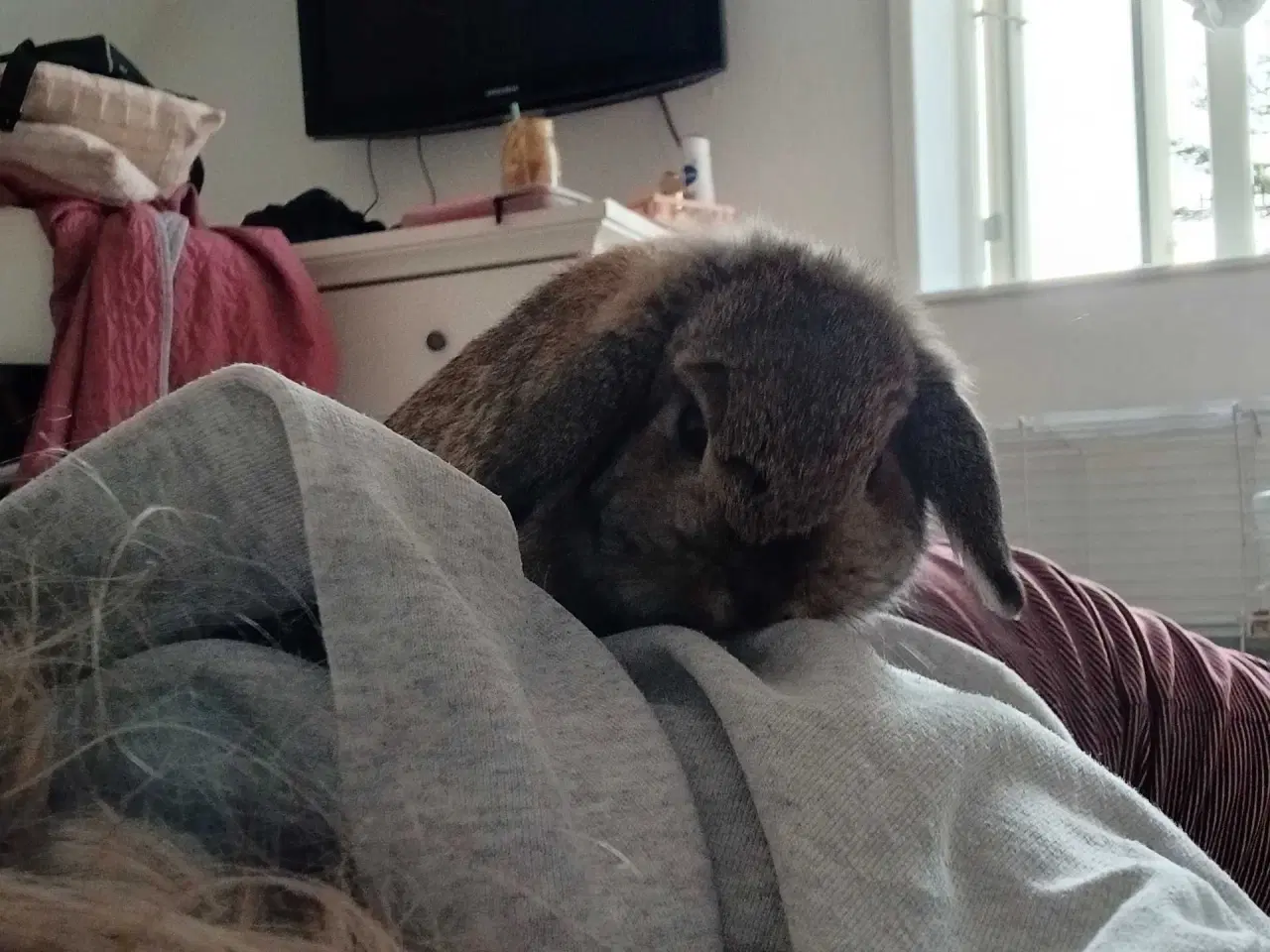 Billede 4 - Mini-lop hunkanin