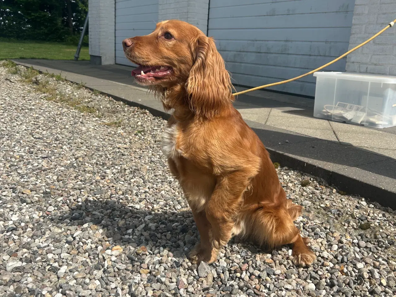 Billede 3 - Ft cocker spaniel hvalpe