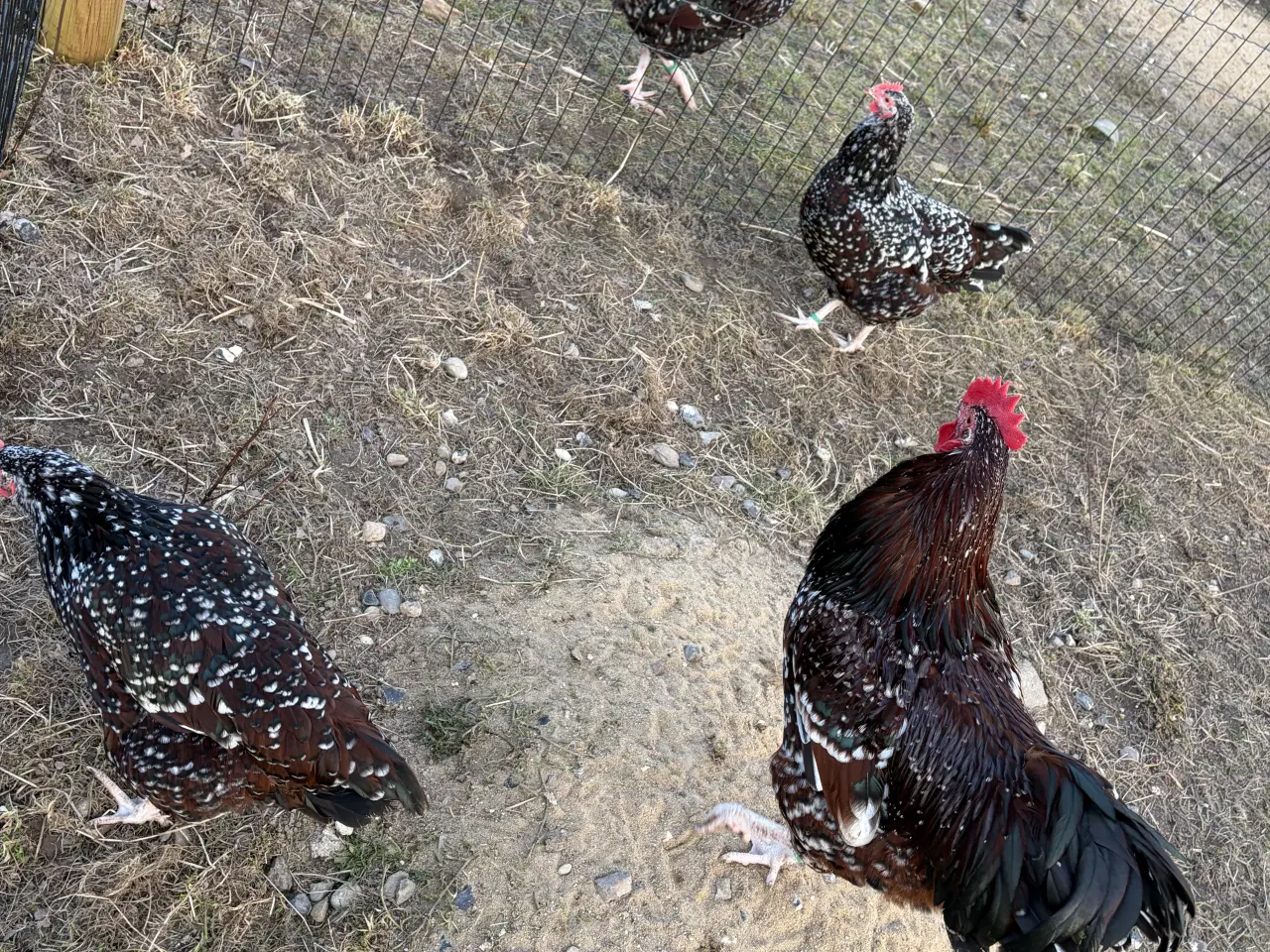 Billede 2 - 1.2  Sussex i Brun sort/porcelænsfarvet