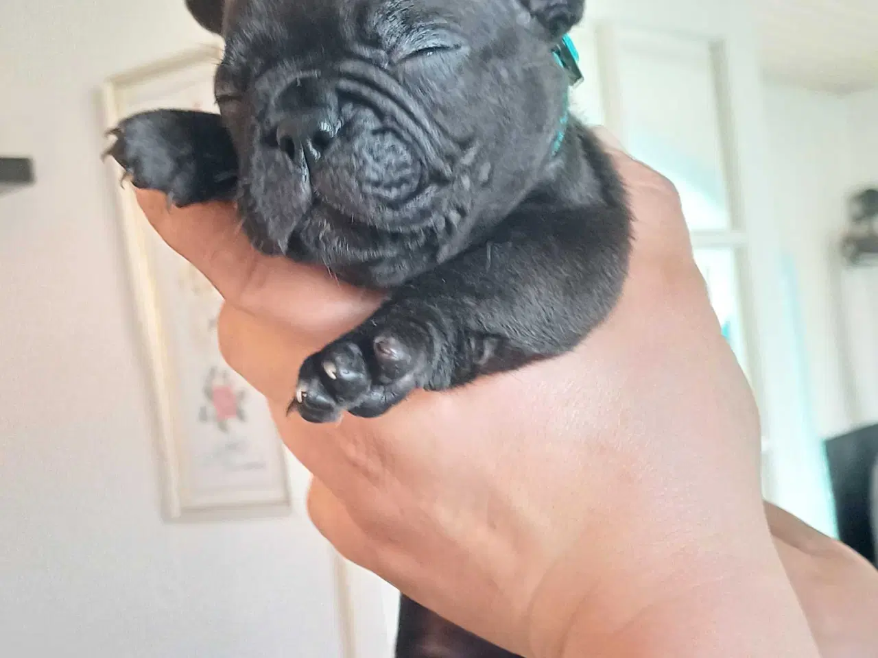 Billede 4 - Fransk bulldog hvalpe(1 pige tilbage)