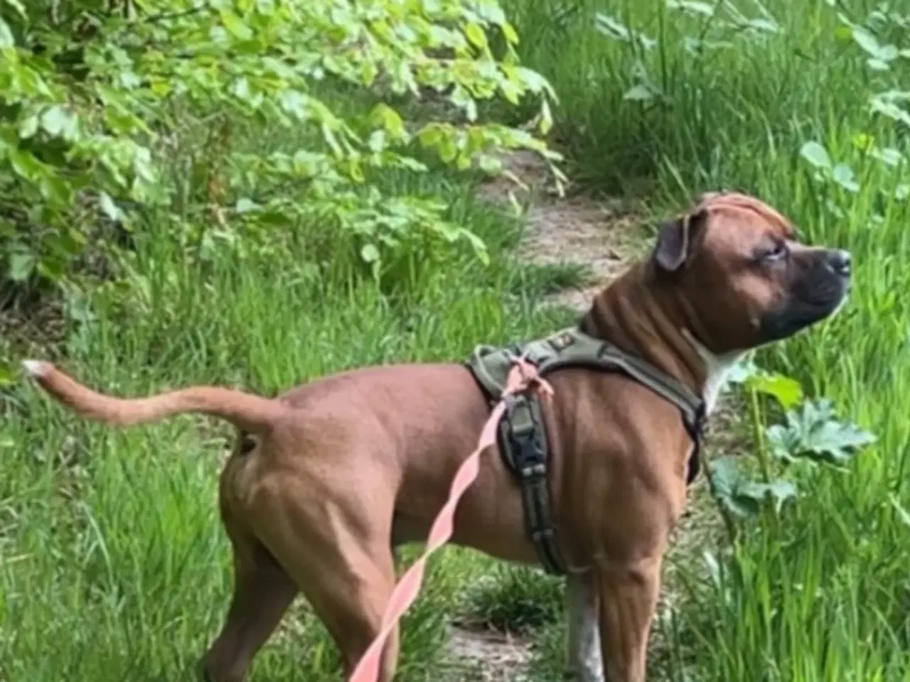 Billede 2 - Engelsk stafford Bull terrier