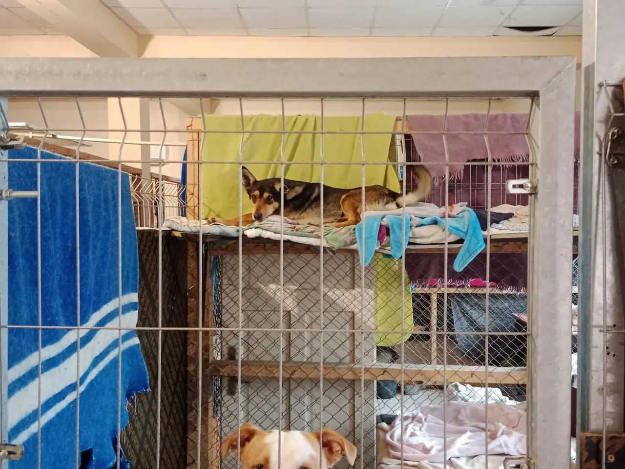 Billede 14 - Uadskilleligt makkerpar søger hjem sammen 🩷