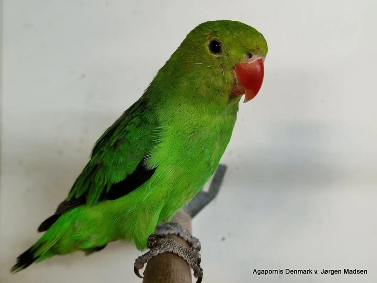 Billede 1 - Taranta dværgpapegøje