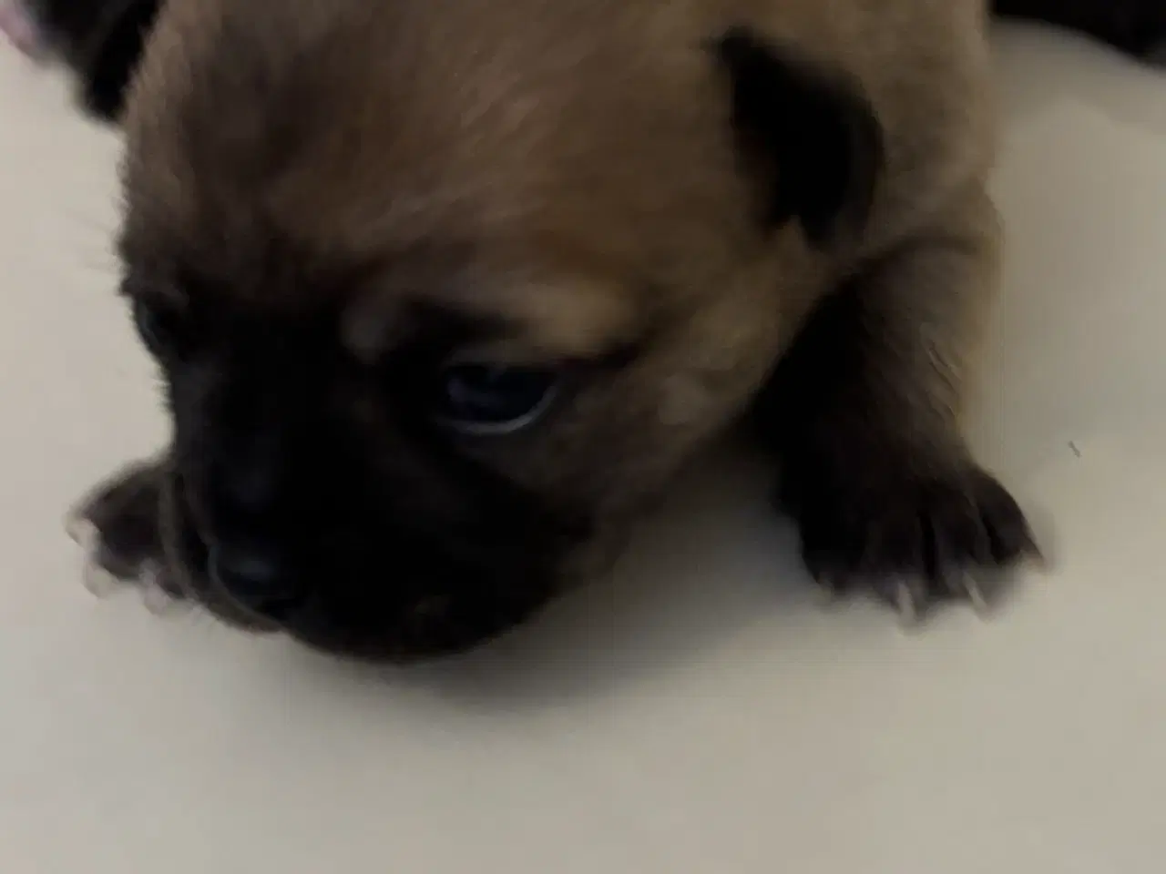 Billede 4 - Chihuahua