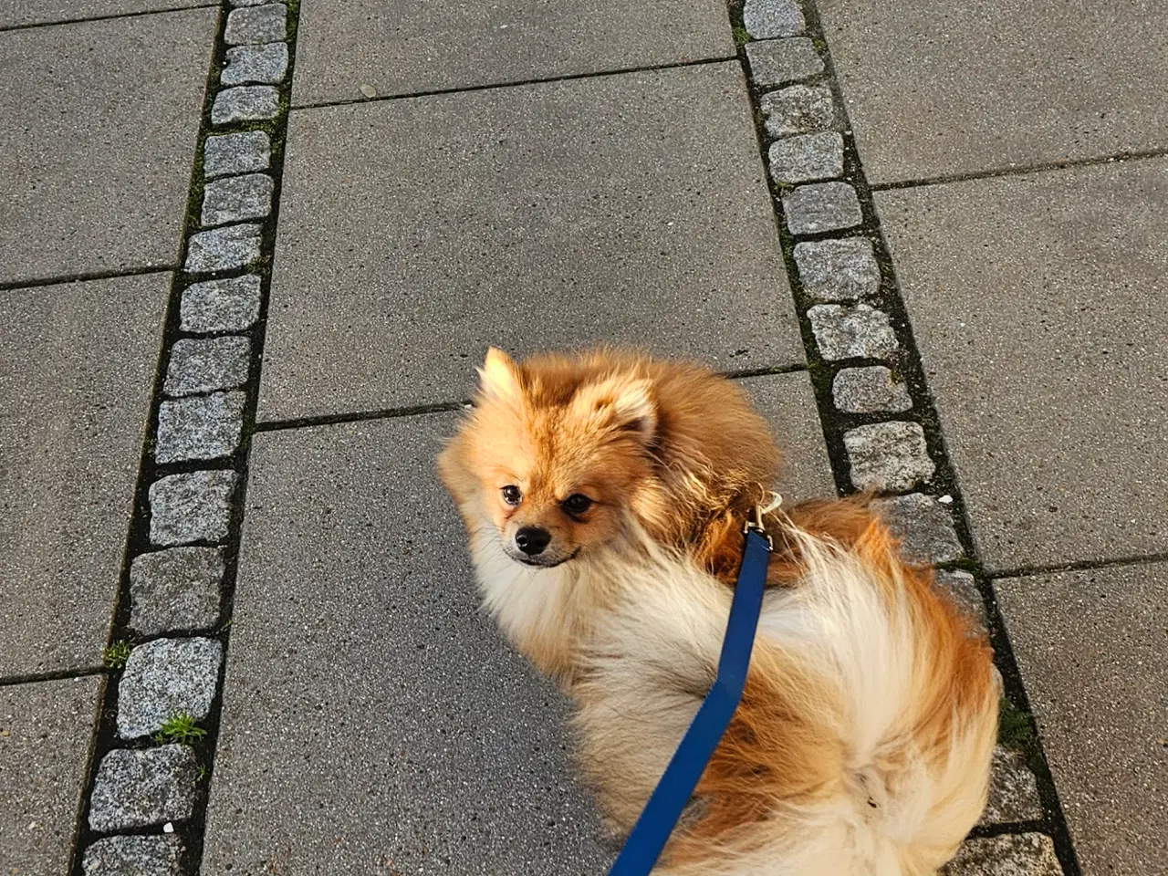 Billede 2 - pomeranian tilbydes til avl
