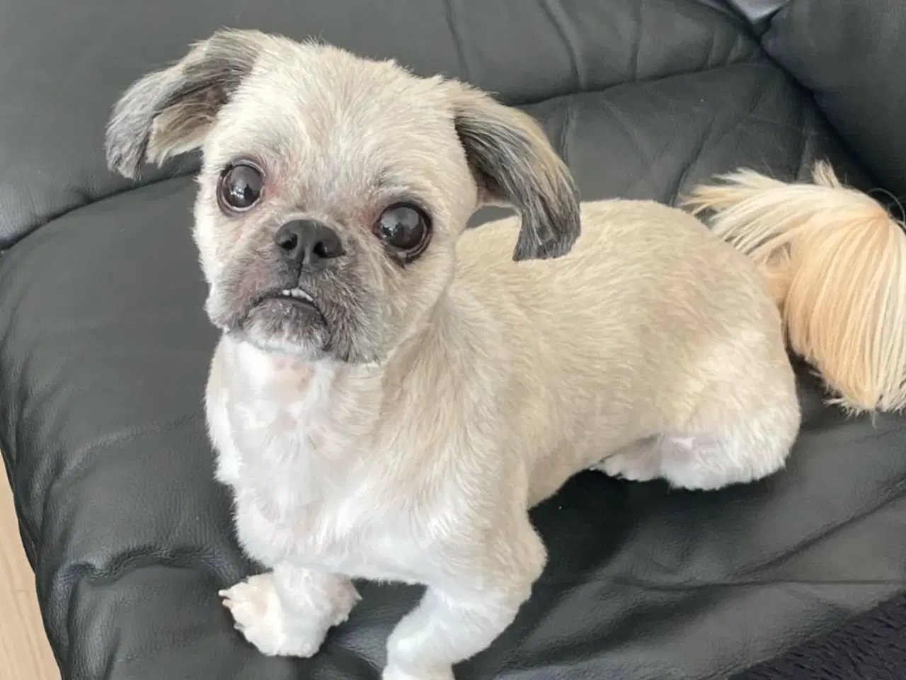 Billede 2 - 5 år gammel Shih tzu