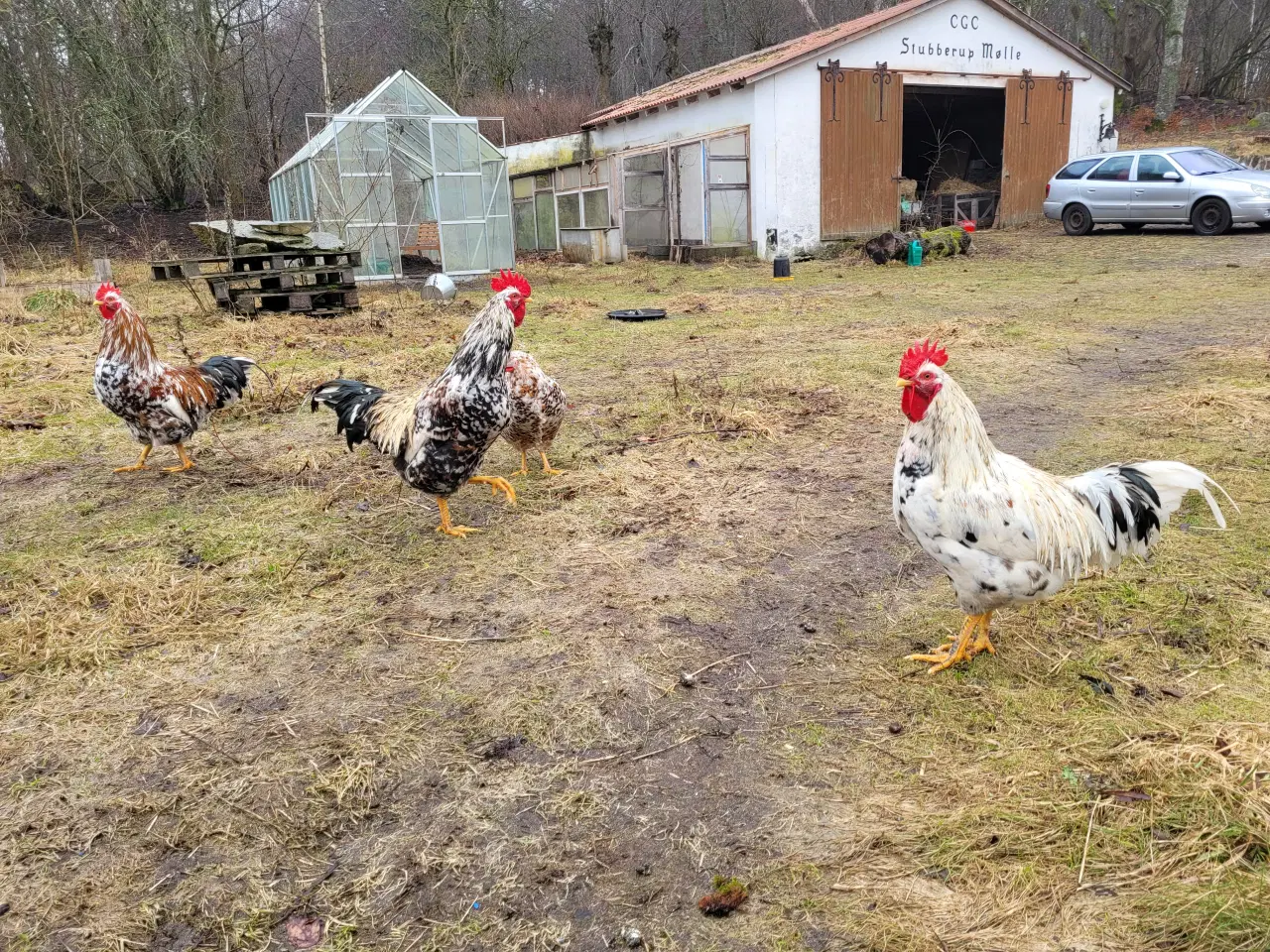 Billede 4 - Tre søde og nysgerrige skånske blomsterhaner sælge