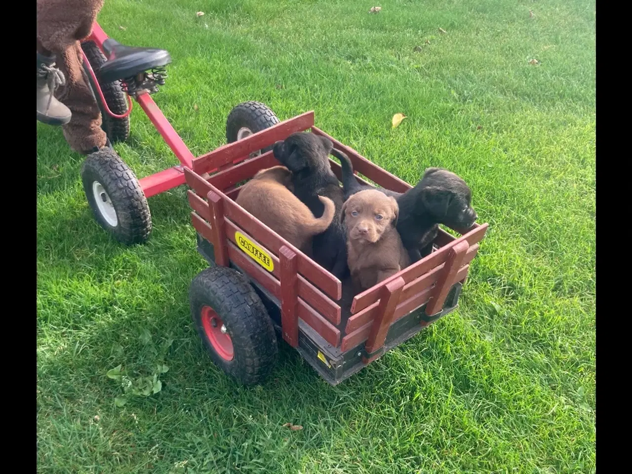 Billede 2 - Ægte labrador hvalpe sælges 