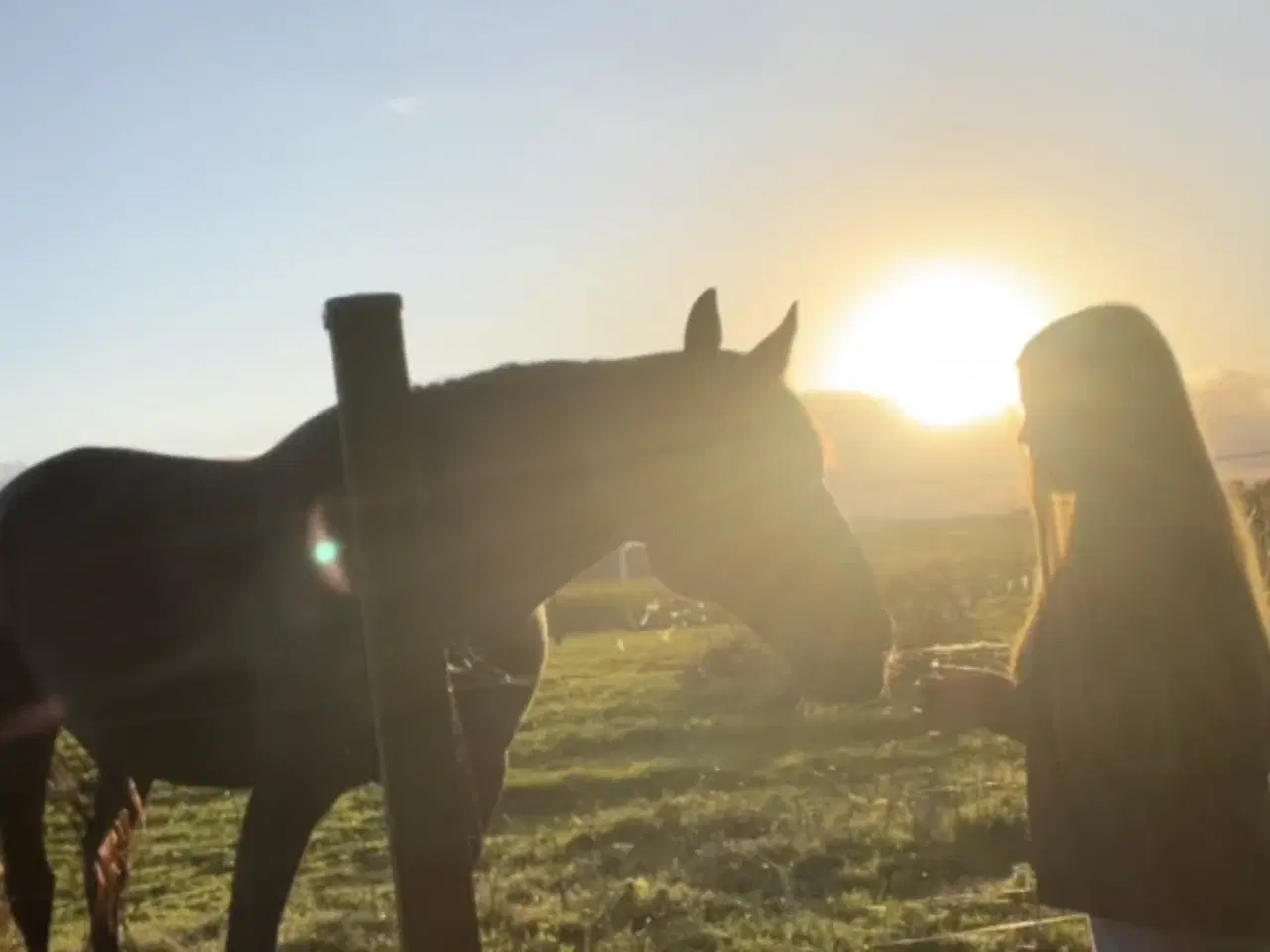 Billede 1 - Hest lånes ud