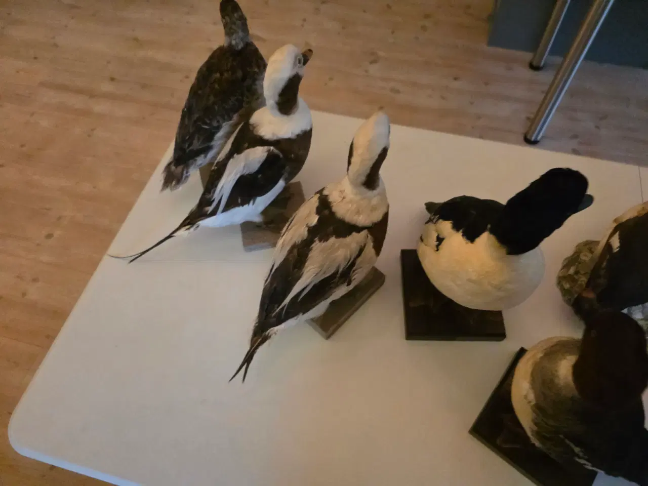 Billede 6 - Dykænder sælges enten samlet eller hver for sig