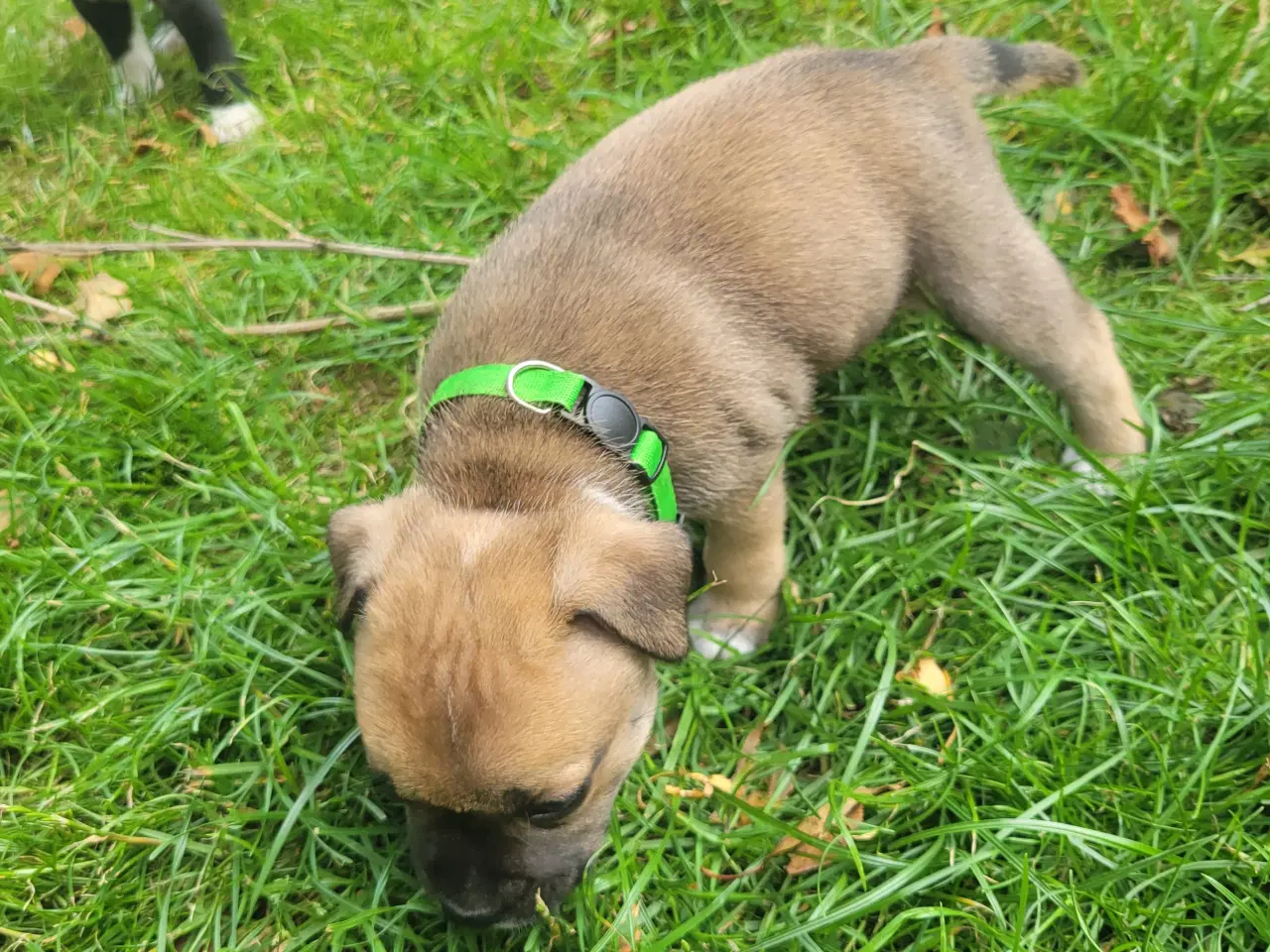 Billede 8 - Staffordshire Bull Terrier hvalpe
