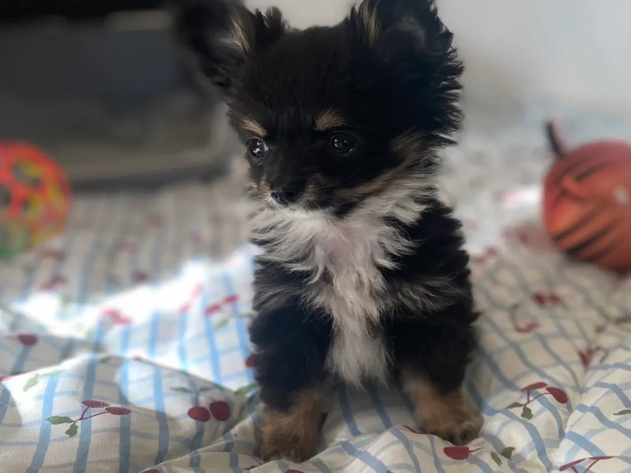 Billede 1 - Smuk, lille hvalp 