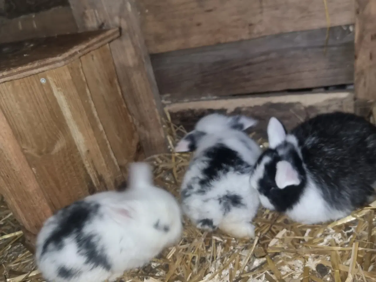 Billede 4 - Dværgvædder hun unge