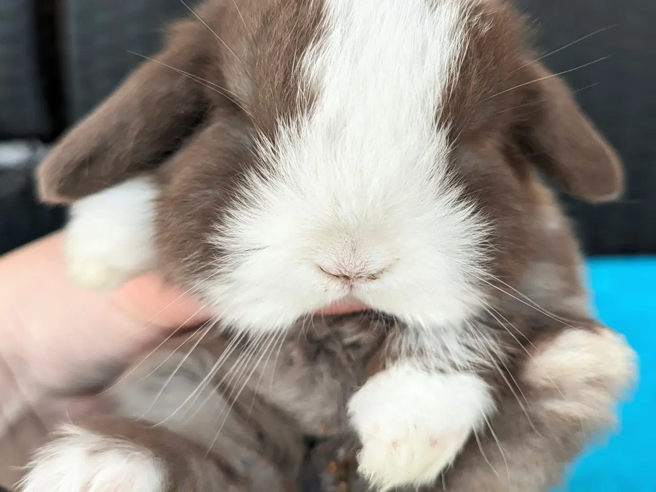 Billede 5 - Minilop kaninunge sælges