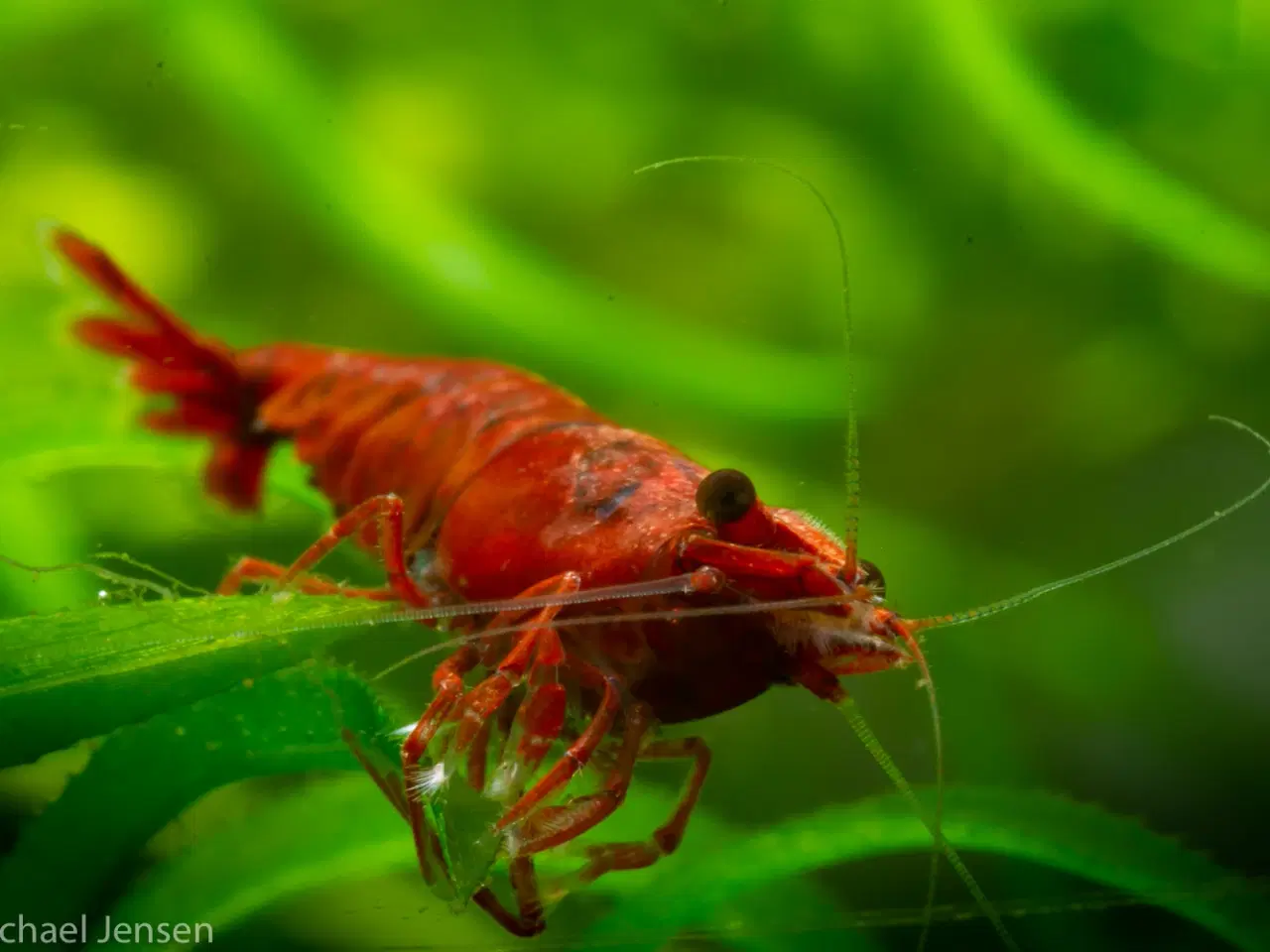 Billede 5 - Red Cherry Shrimp, (Neocaridina davidi)