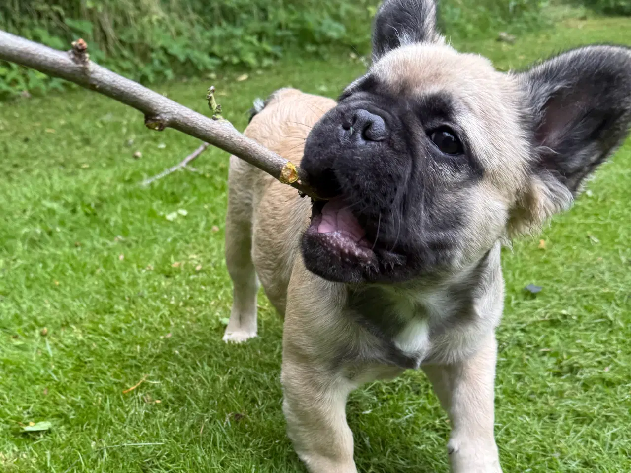 Billede 3 - Fransk bulldog 