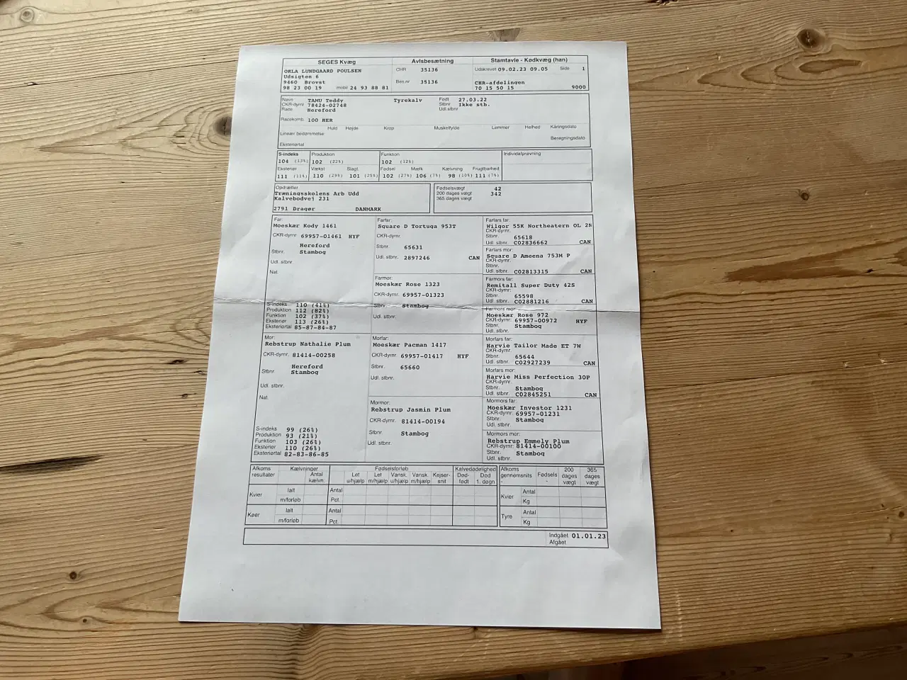 Billede 5 - Hereford tyr