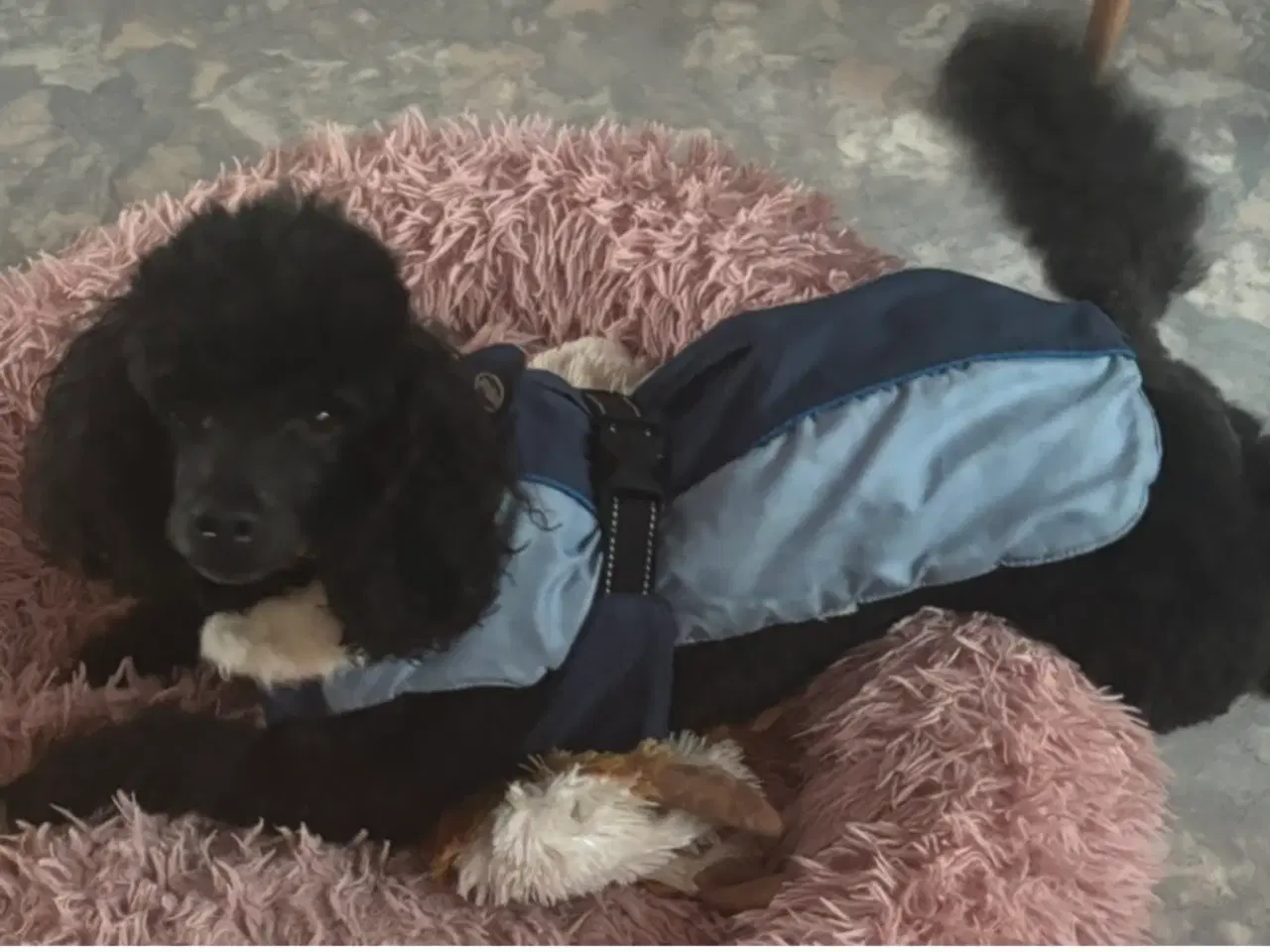 Billede 3 - Til avl dværg pudelhan 