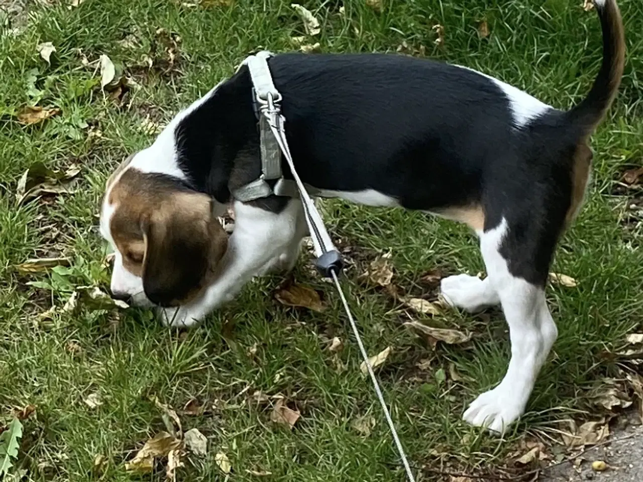 Billede 2 - Beagle pigehvalp