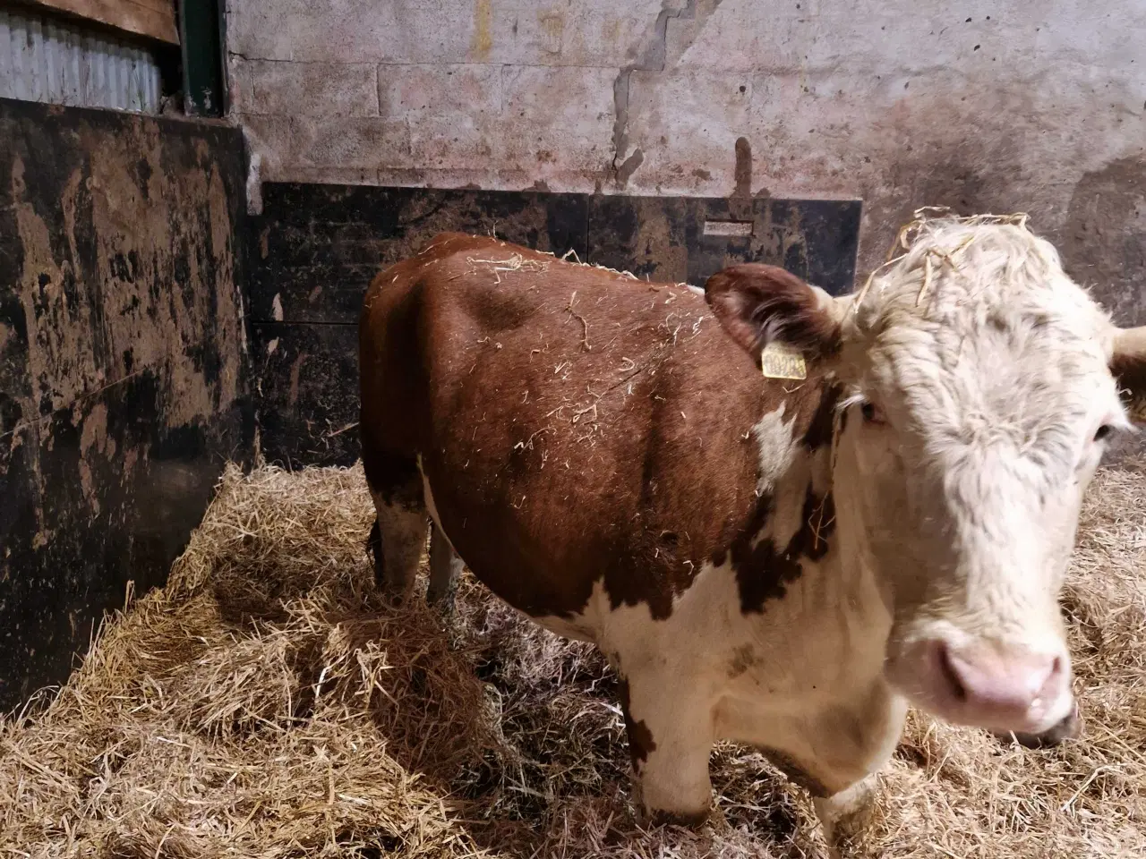 Billede 3 - Ko med kalv